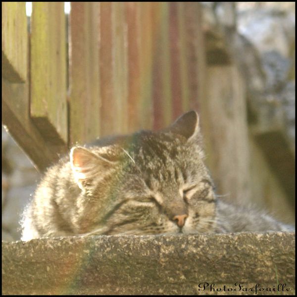 chat-photo-photofarfouille-04