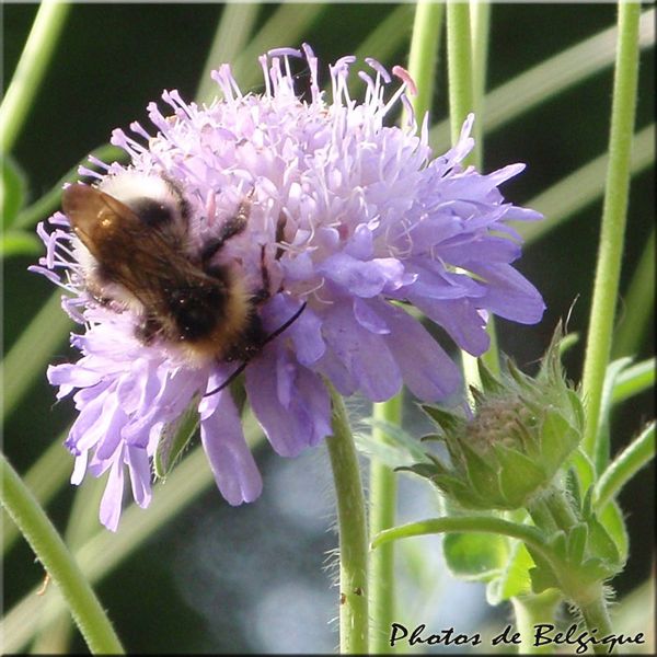 jardin-de-belgique-en-juin-03