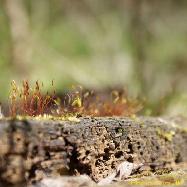 mon-jardin-en-avril-photofarfouille-nature-07