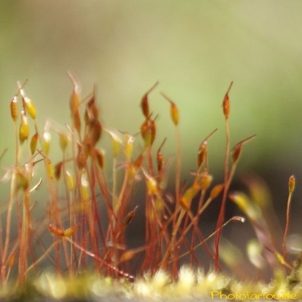 mon-jardin-en-avril-photofarfouille-nature-20