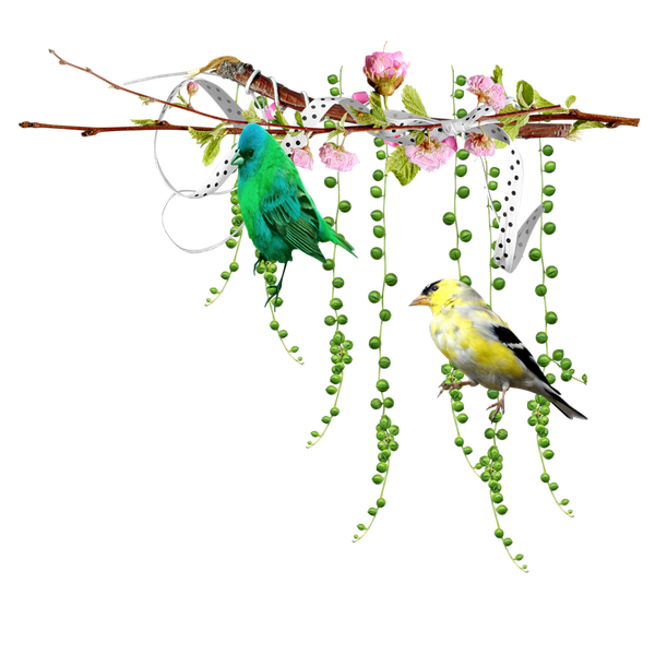 Barre-sep.-Branche-oiseaux-fleurs-TB-8_6.png