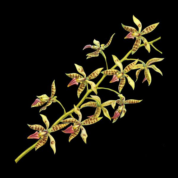 Charline-Lancel-Orchids-Artis-Historia-01