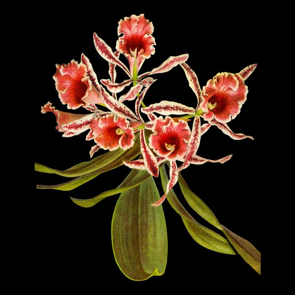 Charline-Lancel-Orchids-Artis-Historia-02