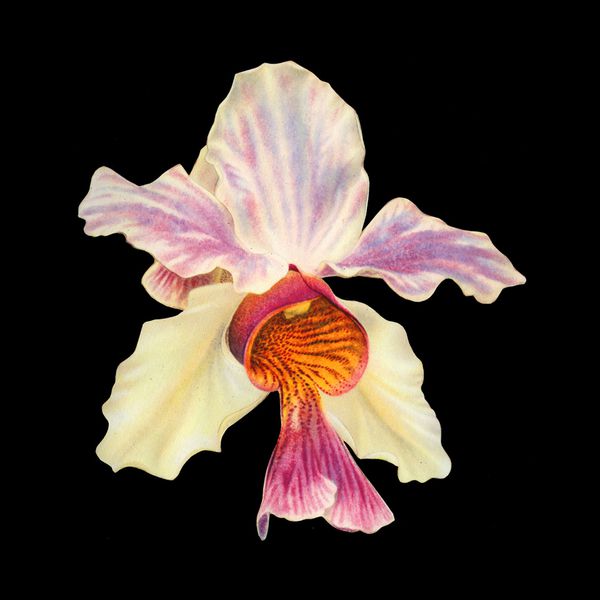 Charline-Lancel-Orchids-Artis-Historia-06