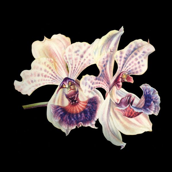 Charline-Lancel-Orchids-Artis-Historia-08
