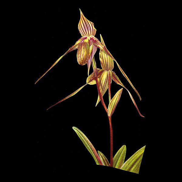 Charline-Lancel-Orchids-Artis-Historia-11