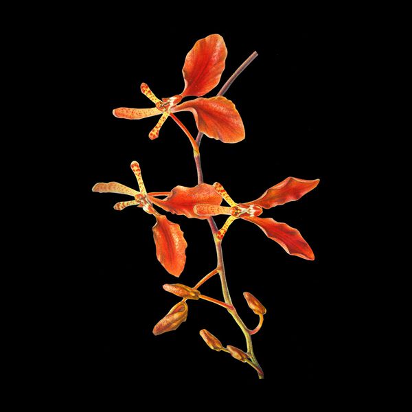 Charline-Lancel-Orchids-Artis-Historia-15