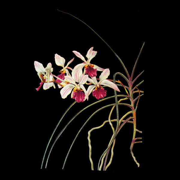 Charline-Lancel-Orchids-Artis-Historia-16