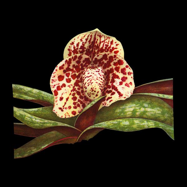 Charline-Lancel-Orchids-Artis-Historia-17