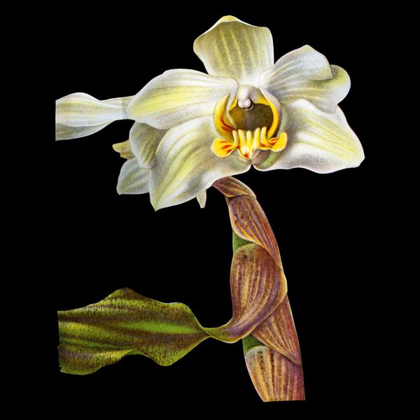 Charline-Lancel-Orchids-Artis-Historia-25