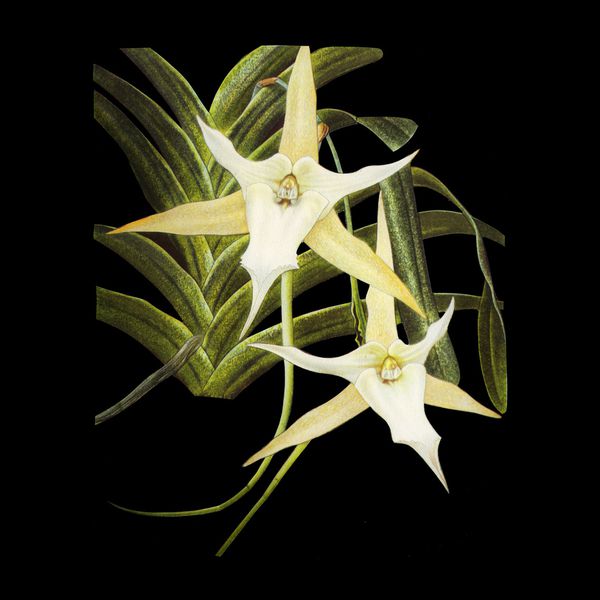 Charline-Lancel-Orchids-Artis-Historia-26