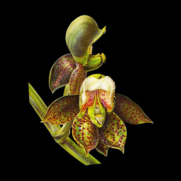 Charline-Lancel-Orchids-Artis-Historia-29