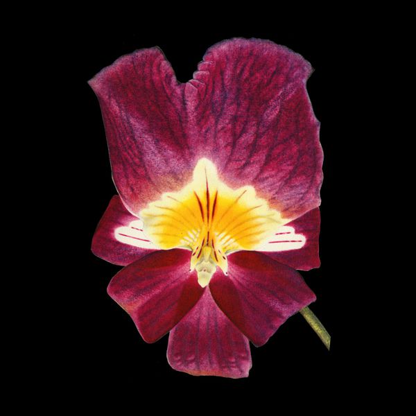 Charline-Lancel-Orchids-Artis-Historia-37
