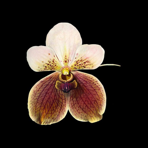 Charline-Lancel-Orchids-Artis-Historia-39