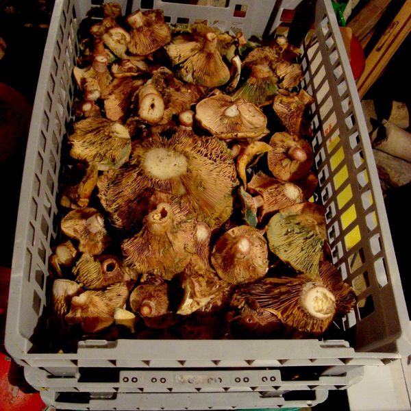 030 champignons
