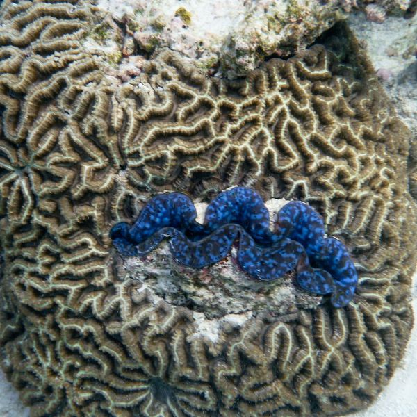 Maldives 4 27 corail05
