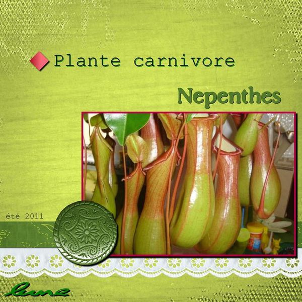 nepenthes-scrap.jpg
