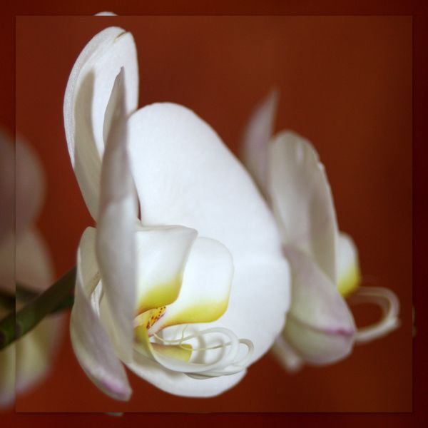 Orchidée-Y-C-Profil-de-près-2011-04