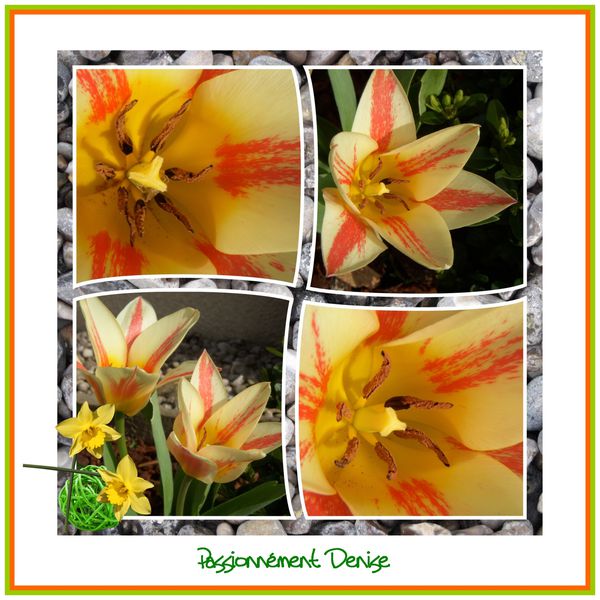 tulipe-17.jpg