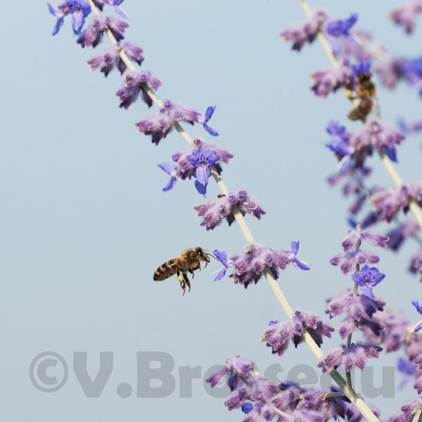 abeille13-03