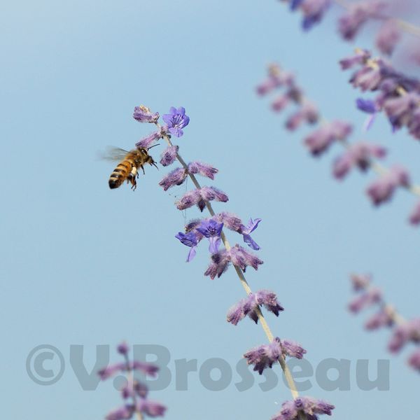 abeille13-06