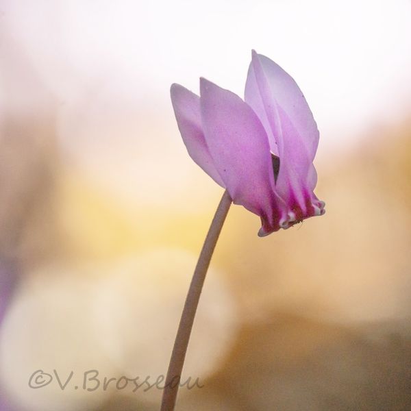 cyclamens13-01