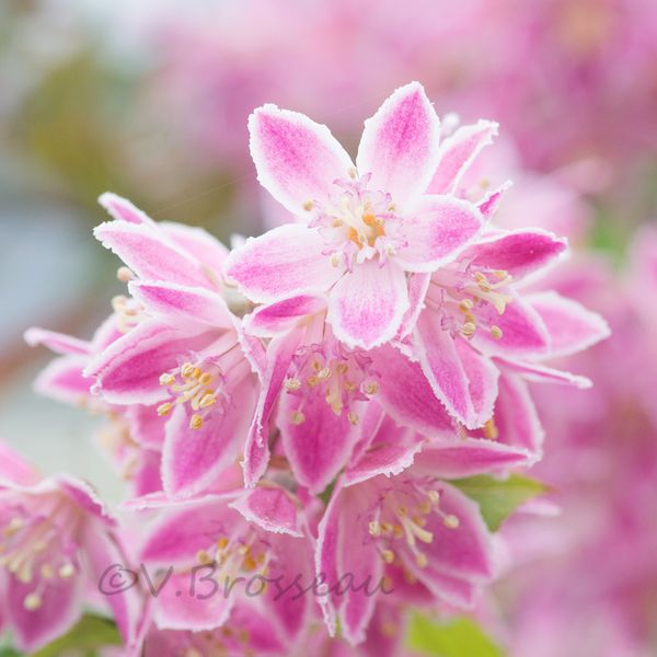 deutzia