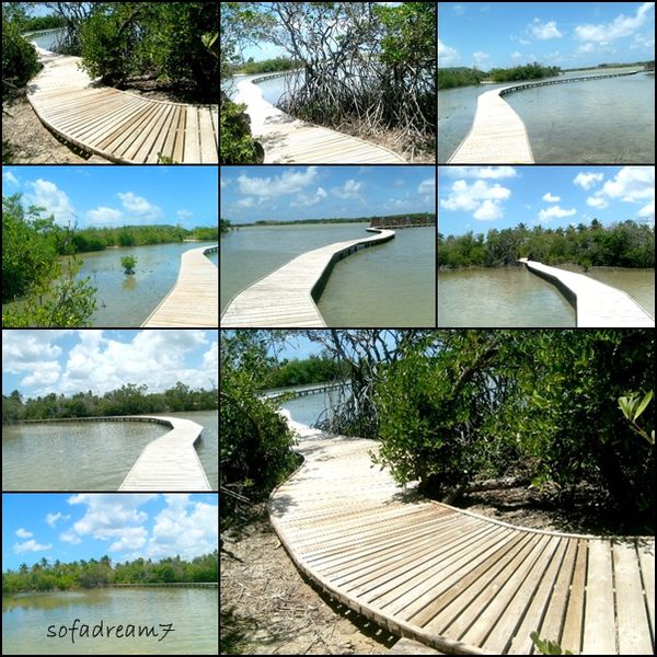 mangrove-r.jpg