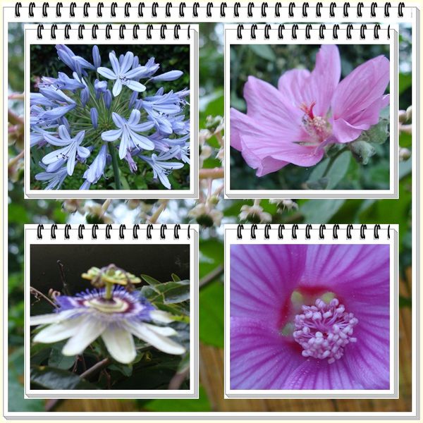 fleurs1-copie-1.jpg