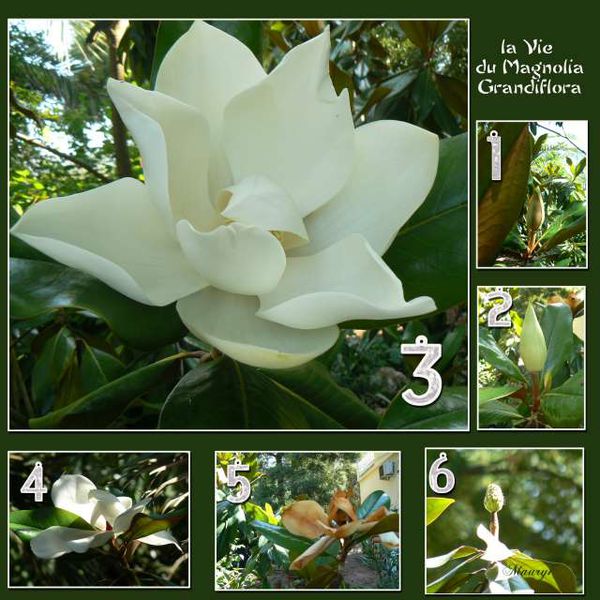 le magnolia copie PhotoRedukto
