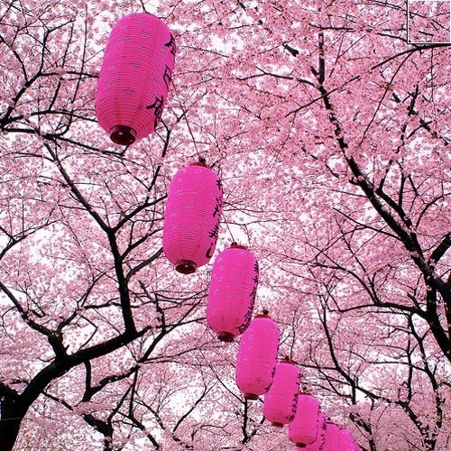 Hanami Japon