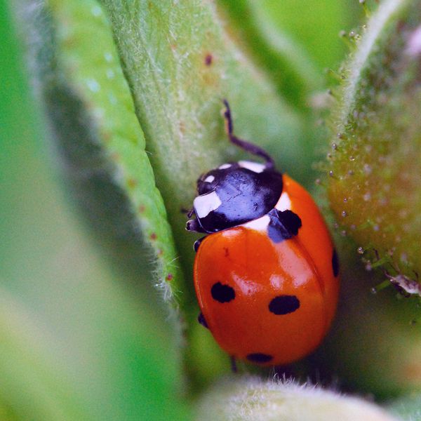 Coccinelle Nature Environnement Jean Luc Val rie