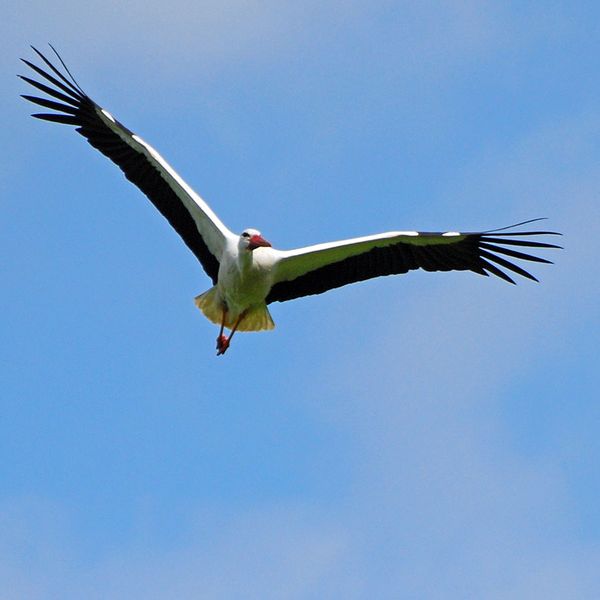 cigogne.jpg