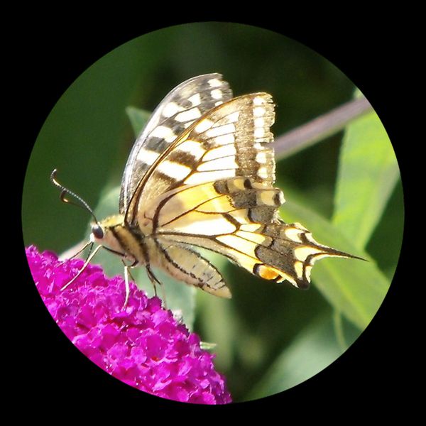 Machaon--Papilio-machaon-1.jpg