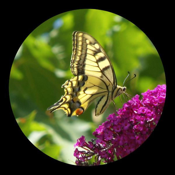 Machaon--Papilio-machaon-3.jpg