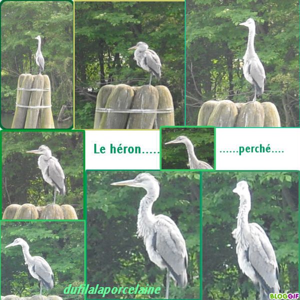 Le-heron--perche.jpg
