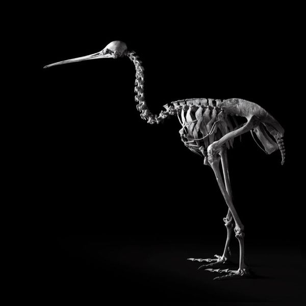 squelette_vertebre5.jpg
