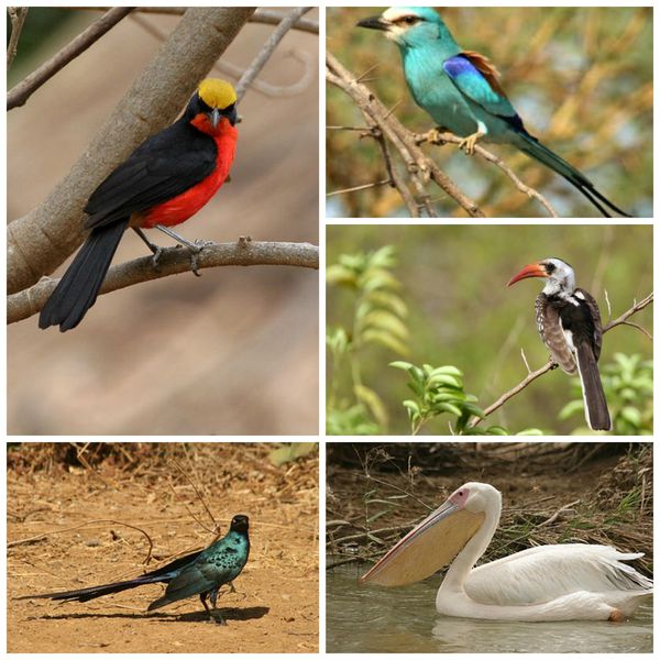 PicMonkey-Collage-copie-4.jpg
