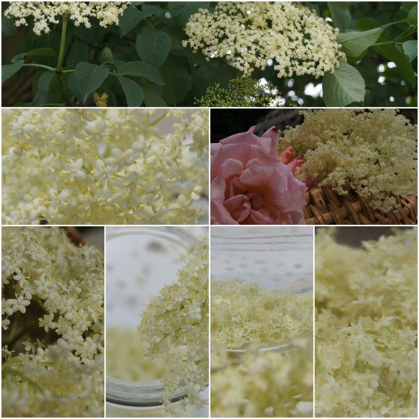 PicMonkey-Collage1.jpg