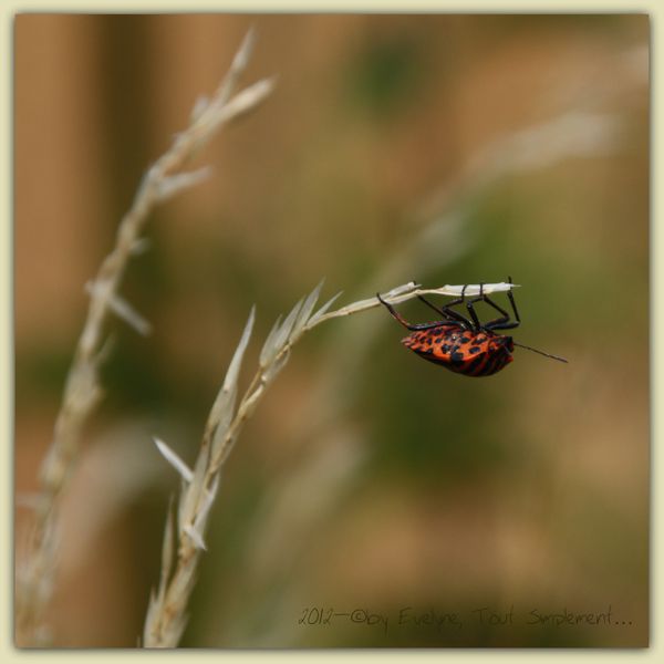 Macro---Insectes--Papillons- 9772