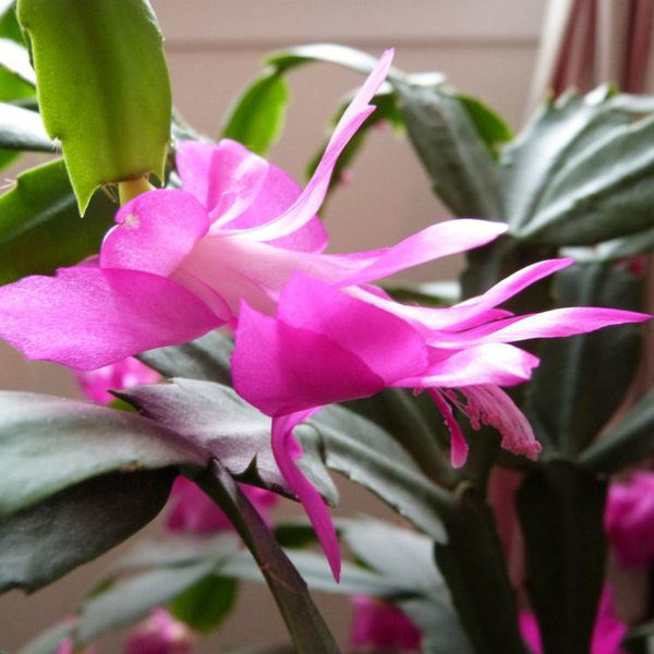 schlumbergera---gros-plan-sur-une-fleur.jpg