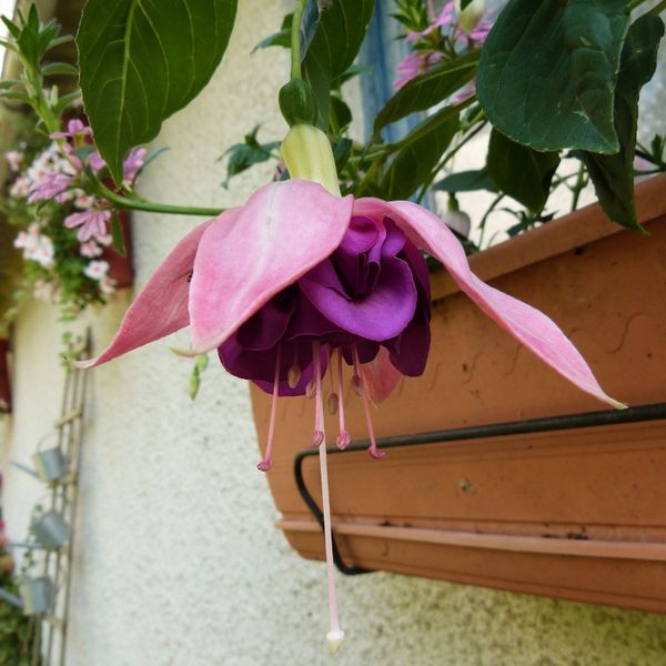 jardinieres-d-ombre---fuschia-bella-rosella---28-juin-2014.jpg