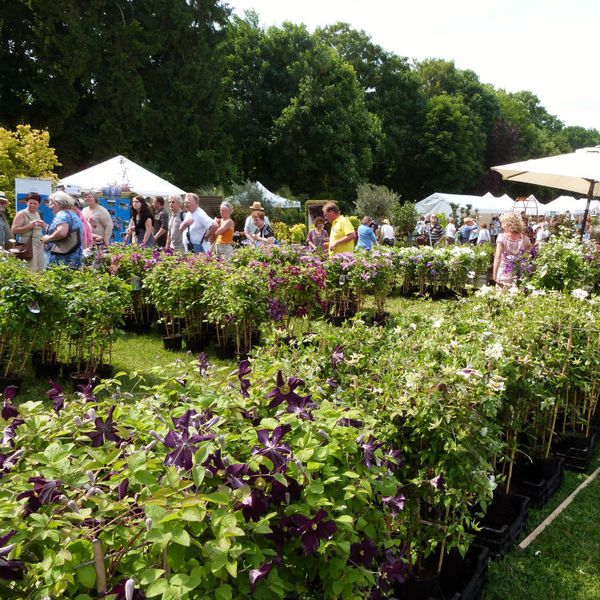 abbaye-de-chaalis---journees-de-la-rose-2013---clematites.jpg