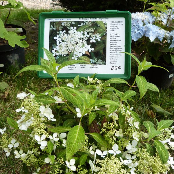 abbaye-de-chaalis---journees-de-la-rose-2013---hydrangea-s.jpg