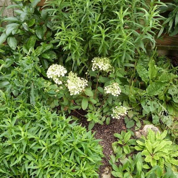 hydrangea-bobo-dans-le-massif-des-palmettes---juillet-2014.jpg