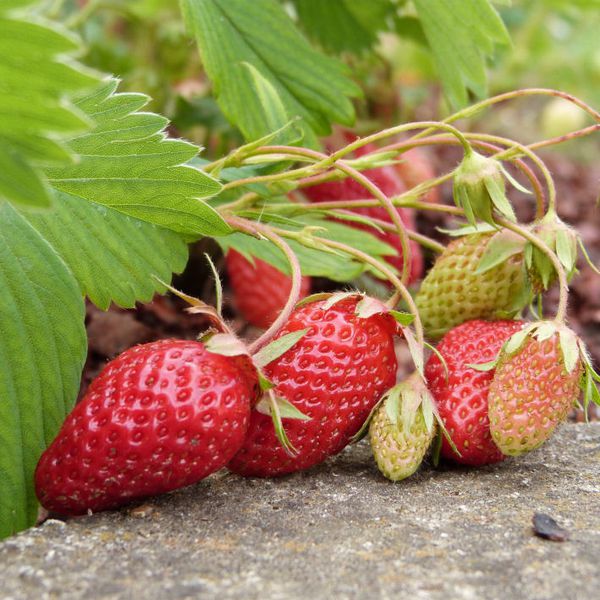 fraises gariguette - en 2013 première récolte le 15 juin