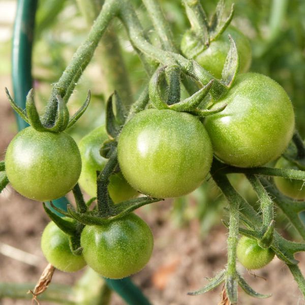 potager - juin 2013 - tomates cerises
