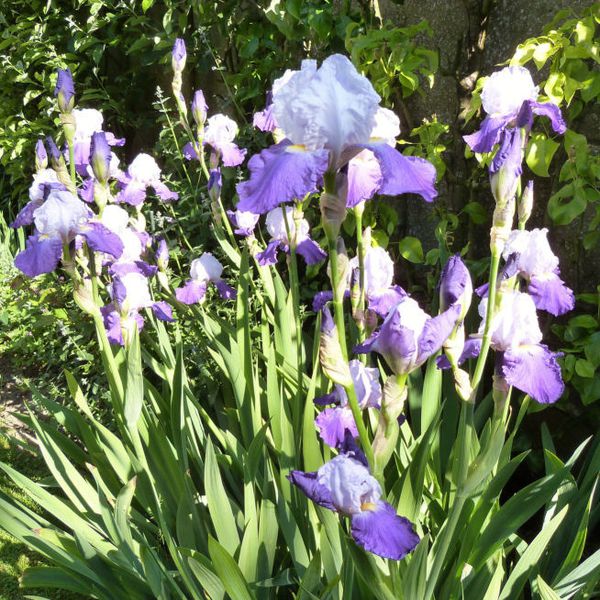 iris-de-jardin-Arpege---juin-2013.jpg