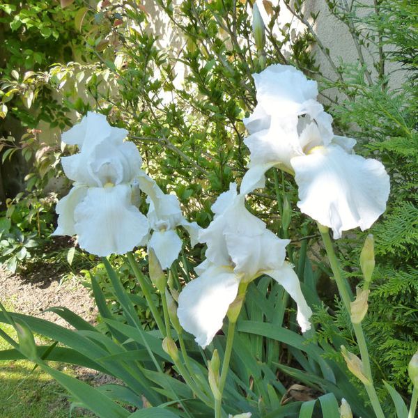 iris-de-jardin-Glacier---juin-2013.jpg