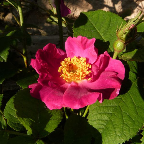 rosier la belle sultane - juin 2014 - fleur illuminée par